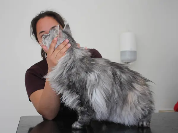 Dyrlæge undersøger kattens tænder hos Byens Dyreklinik i Nakskov