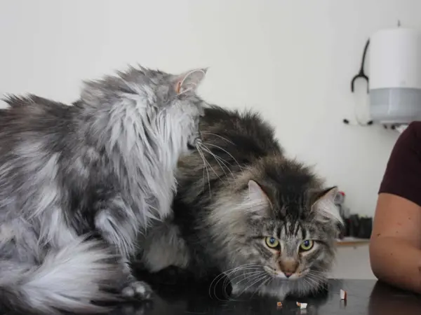 To langhårede katte på undersøgelsesbord hos Byens Dyreklinik i Nakskov før vaccination.